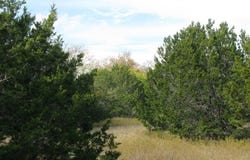 Lot 140 Ph 6 County Road 421, Evant, TX 76566