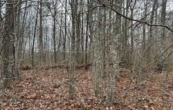 Buckeye Lane, Crawford, TN 38554
