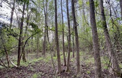 0 County Road 6, Sweet Water, AL 36782