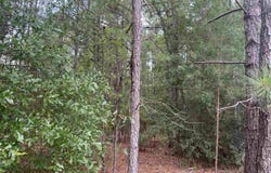 TBD Festival Trail Road, Salley, SC 29137