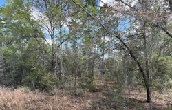 000 NE 154TH AVENUE, Williston, FL 32696