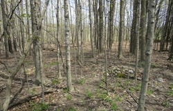 VL Peoples Road, Edmore, MI 48829