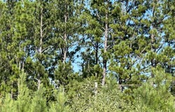 Parcel D1 Millside, Laurel Hill, FL 32567