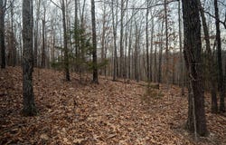 Nubbin Ridge Road, Ravenden Springs, AR 72460