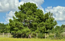 Tbd Homestead CIR, Paige, TX 78659