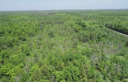 40 Acres Maple Grove, Skandia, MI 49885