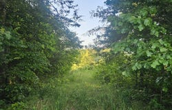 009 Tomahawk Slab Road, Saint Joe, AR 72675