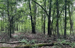 9.58 Acres on Meadow Creek DR, Harrison, AR 72601