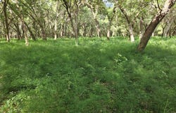 BURNSED ROAD, PIERSON, FL 32180