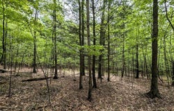 Stewart Road, Addison, NY 14801
