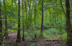 0 Alabama HWY 60, Moundville, AL 35474