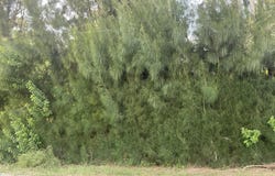 Arabella Lane, Cocoa, FL 32927