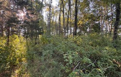 161 Goolsby Road, Eldorado, IL 62930