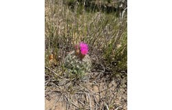 Lot 7 Unit 5, Tierra Amarilla, NM 87575