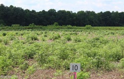 Lot 1 Whaley Road, Kinston, NC 28501