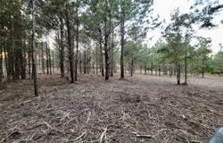 TBD Woods Rd, Leesville, LA 71446