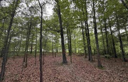 6.8 Ac Alabama Highway 9, Centre, AL 35960