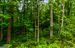 Lot 44 Harris Creek, Ellijay, GA 30540