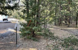 Emigrant Trail, Shingletown, CA 96088