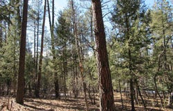 44 W Forest Dr Road, Rociada, NM 87742