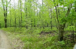 5375 W Deerfield Road, Remus, MI 49340