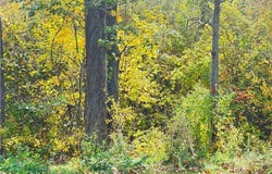 Ridge Road, Lewiston, NY 14092