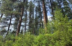 165 Elk Creek Road, Heron, MT 59844