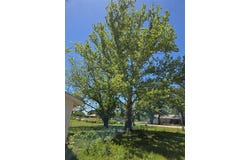305 S Leon Street, Gustine, TX 76455