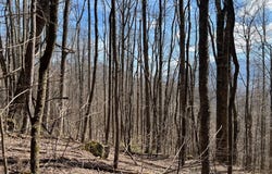 Woodfin Road, Sylva, NC 28779
