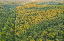 37.42 Tbd Broads Branch Road, Macks Creek, MO 65786