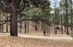 Tbd County Road N2276, Nutrioso, AZ 85932