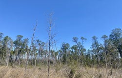 50 Acres NW Sellers Road, Bristol, FL 32321