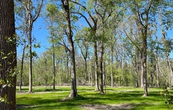 158 SW BUMBLE, Fort White, FL 32038