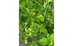STONY CREEK BOULEVARD, EDINBURG, VA 22824