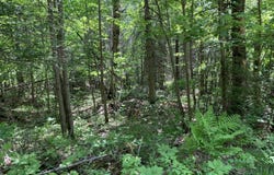 tbd N River, Gwinn, MI 49841