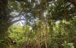 Carr. 351 BO. RÍO CAÑAS, MAYAGUEZ, 00680