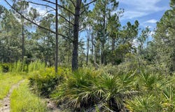 TBD Yates Creek Road, Perry, FL 32348