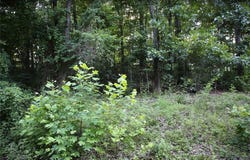 Thaxted Drive lot: 12, Bella Vista, AR 72715