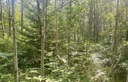 Sturgis Road, Atlanta, MI 49709