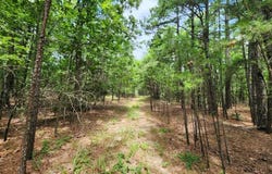 4 TBD Bear Creek 40 Acres, Talihina, OK 74571