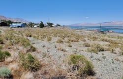 Golden Willow & Cottonwood, Walker Lake, NV 89415