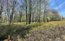 Forest Hill Drive, Blakeslee, PA 18610