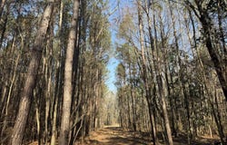 Railroad Lane, Pinola, MS 39149