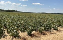 792 CR 351, GREENWOOD, MS 38930