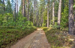 Mtn Dew Lane, Somerset, CA 95684