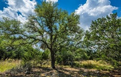 239 Big Buck Cir, Mountain Home, TX 78058