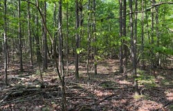 0 County Road 103, Mentone, AL 35984