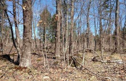 TBD Black Creek (West), Skanee, MI 49962