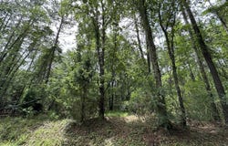210 Osprey Drive, Moncks Corner, SC 29461