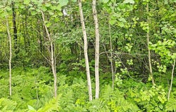 Lot 39 NW Waters Edge Court NW, Leech Lake Twp, MN 56484